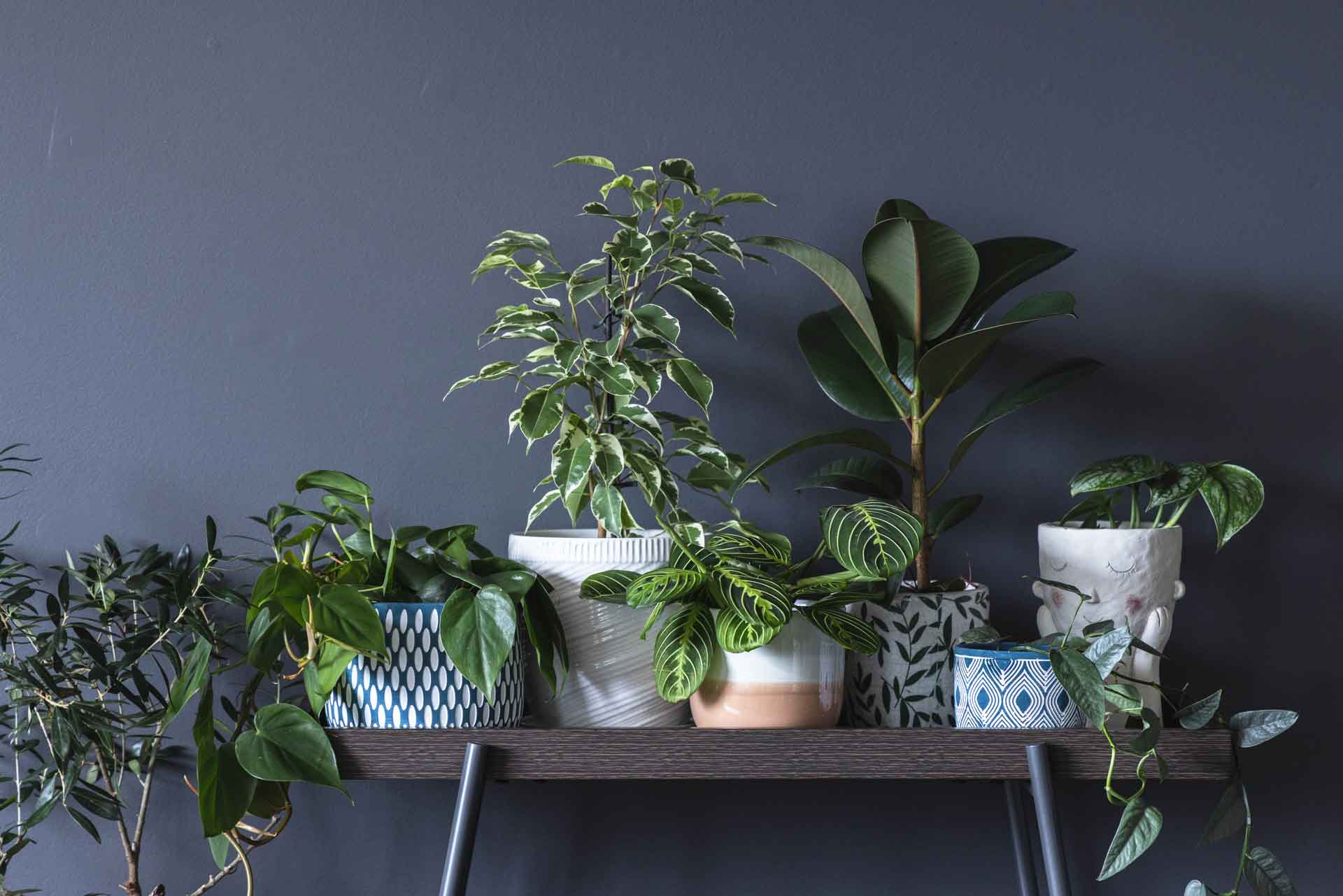 Creating Your Own Indoor Jungle 