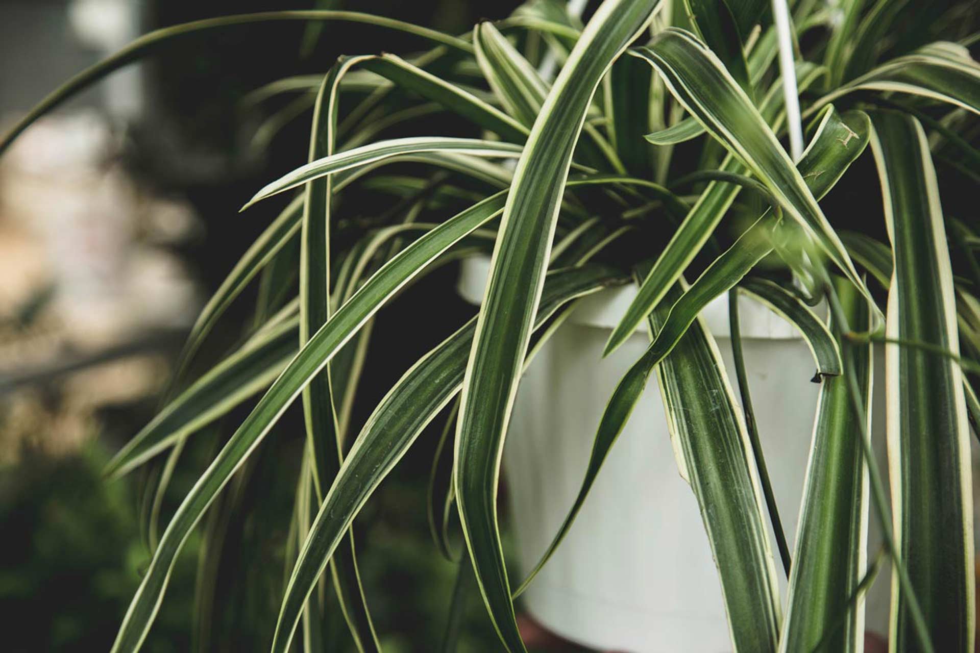 Spider Plant — Lakewood Plant Company