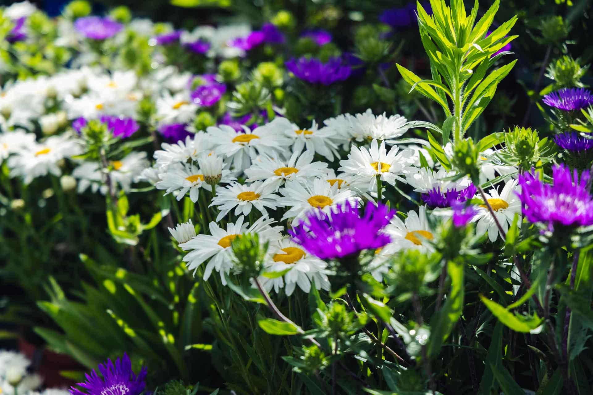 Leucanthemum Whoops A Daisy