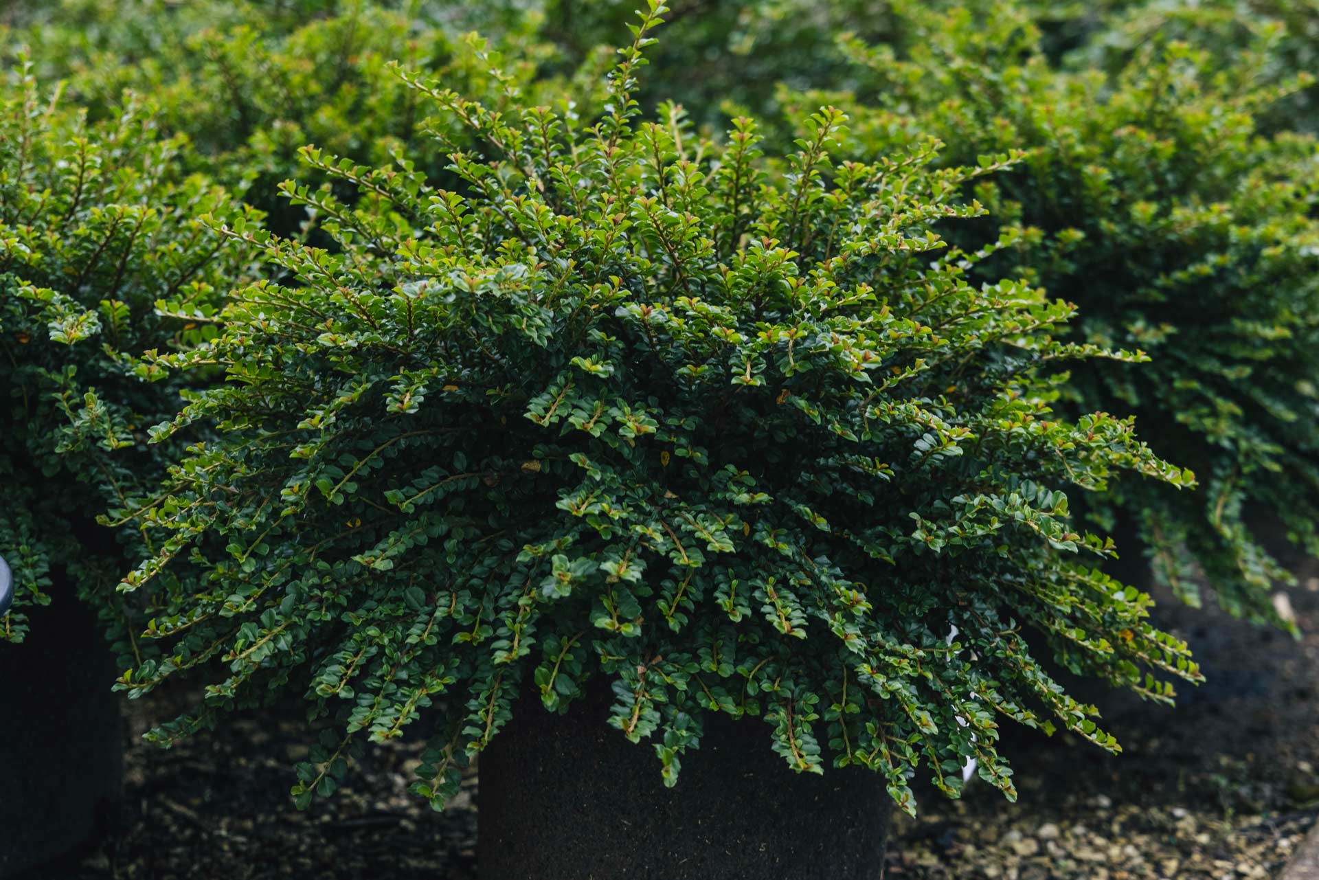Image of Hydrangea cotoneaster companion plant