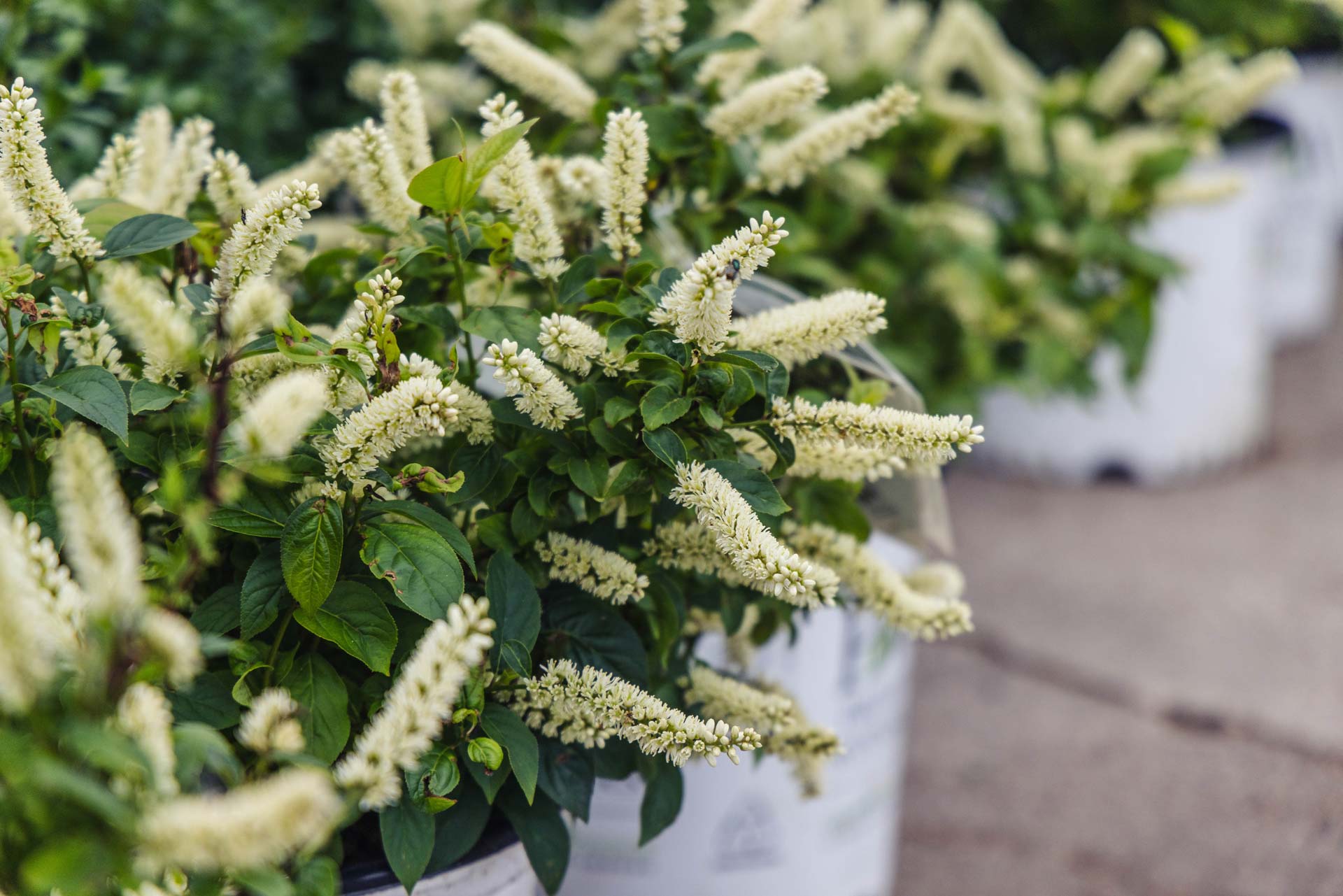 Sweetspite Virginia Sweetspire | Petitti Garden Centers