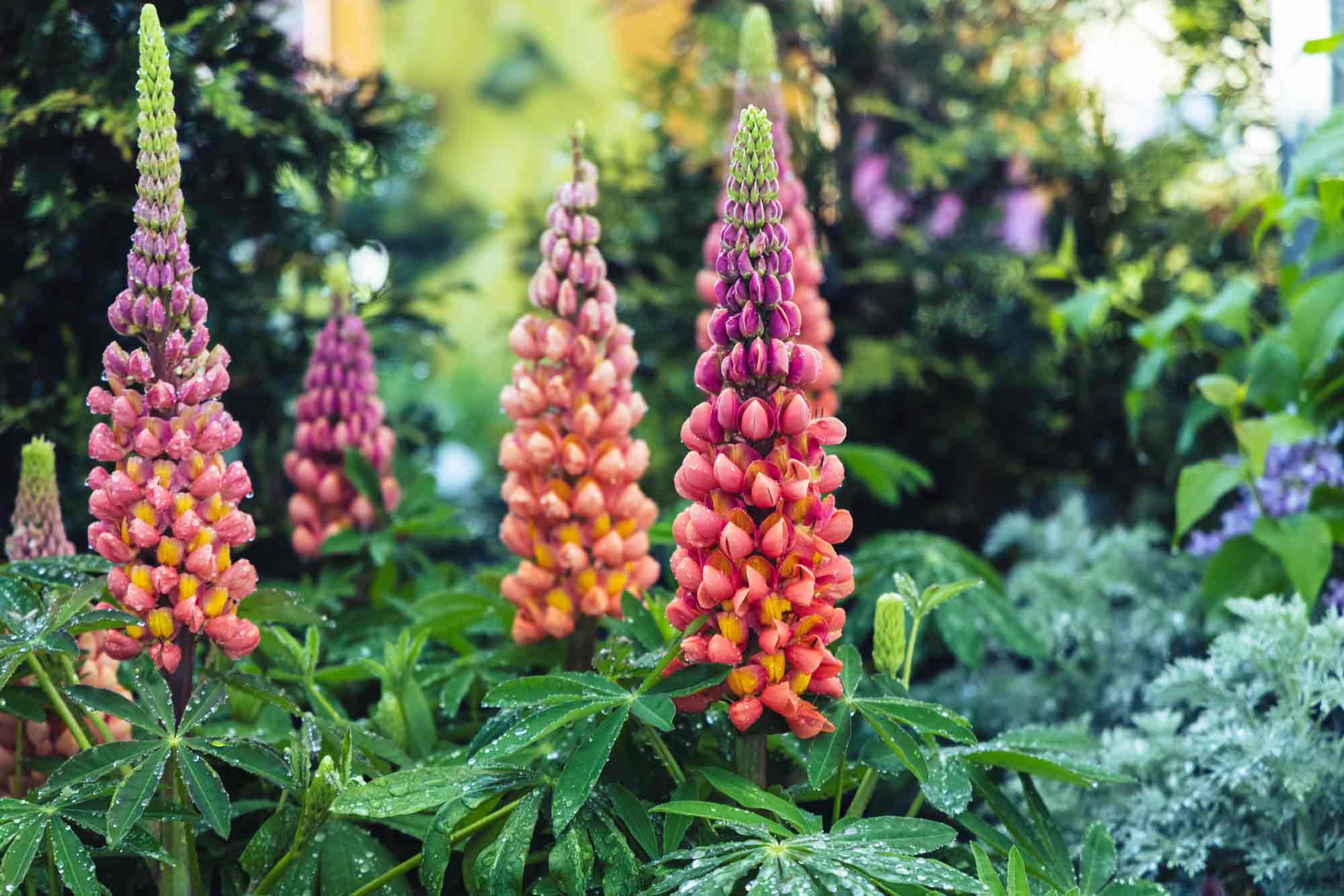 Lupine | Petitti Garden Centers