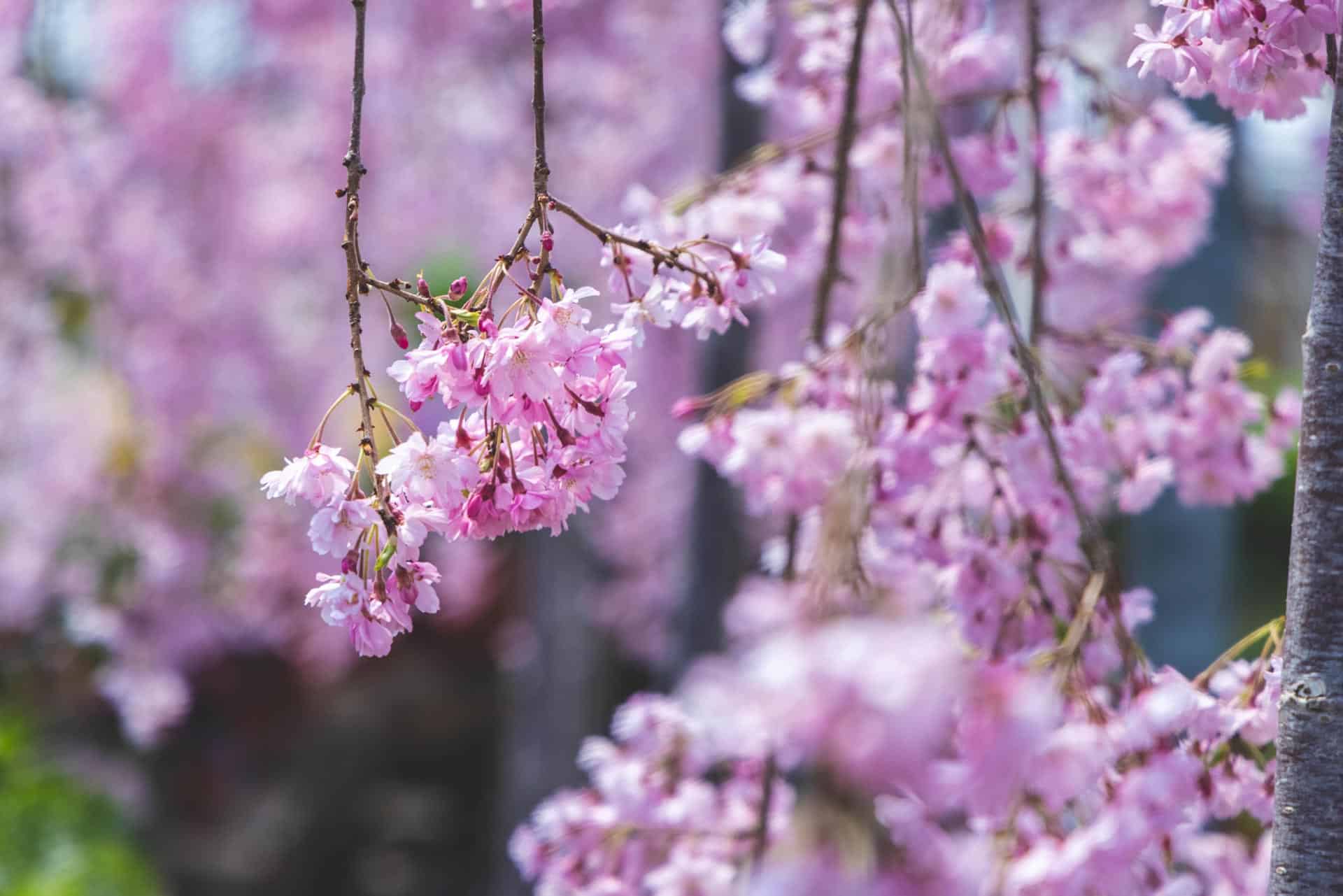 Cherry or Plum Tree, Ornamental | Petitti Garden Centers