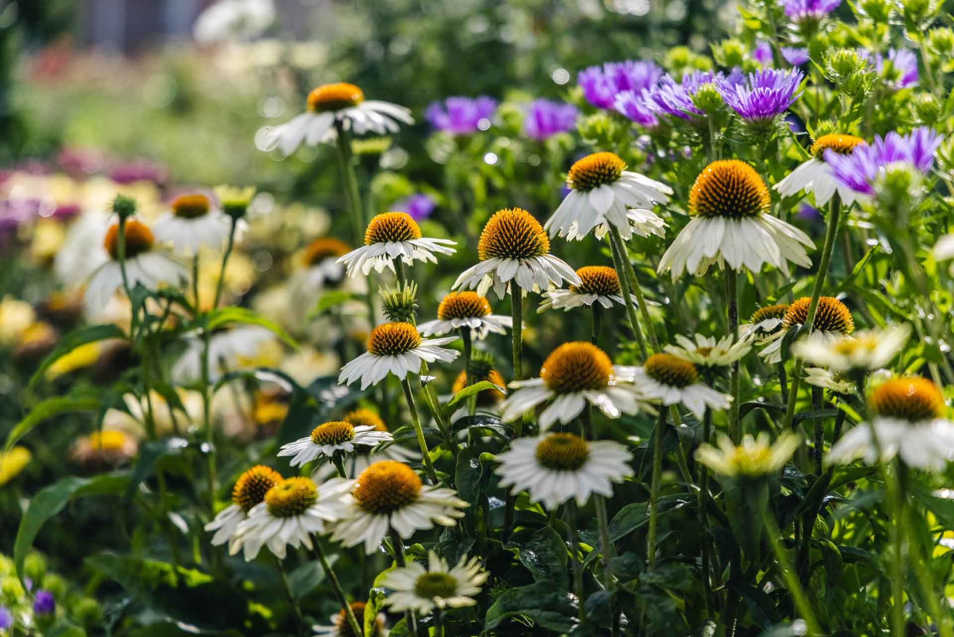 Cutting Back Blooming Coneflowers Petitti Garden Centers