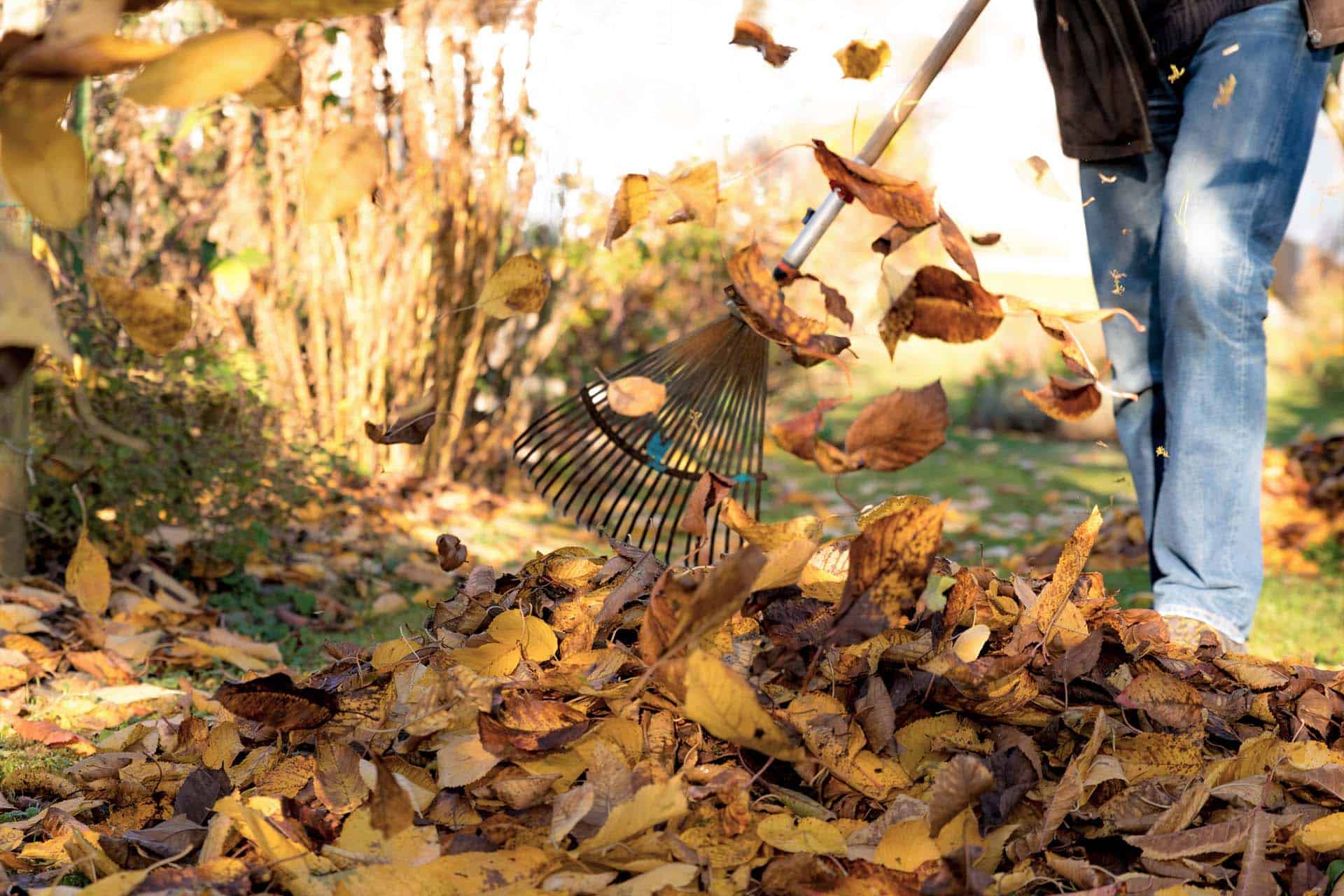 Raking leaves in my flower beds? Petitti Garden Centers