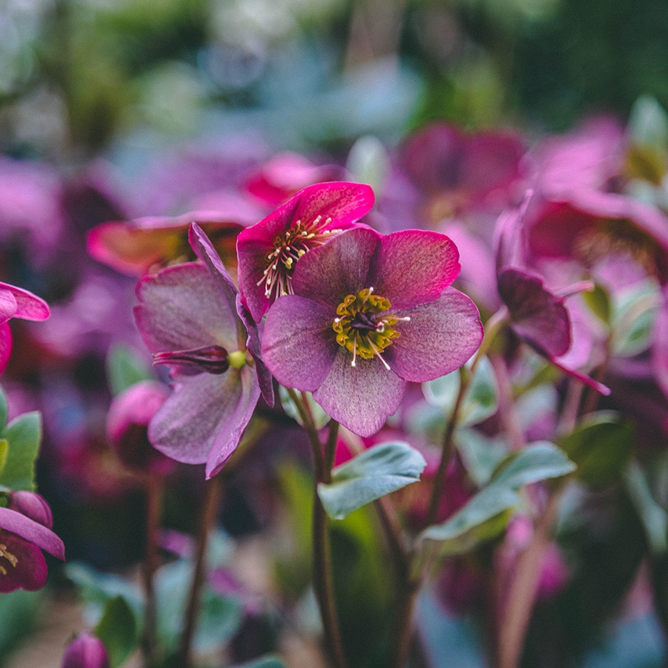 12 Deer Resistant Perennials | Petitti Garden Centers