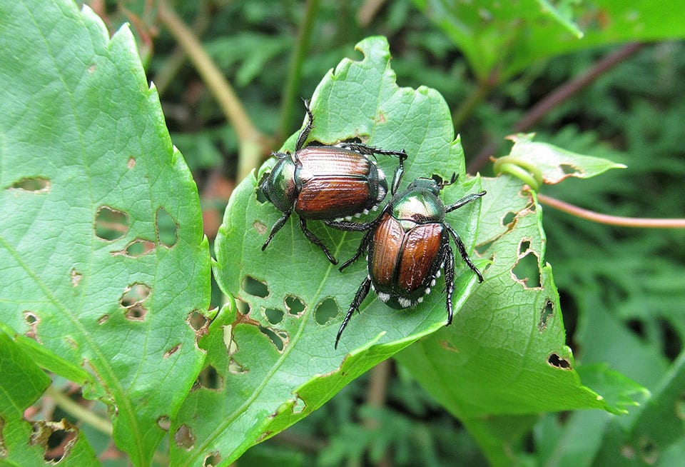 One of Ohio's Most Beautiful Beetles: Dogbane Beetle