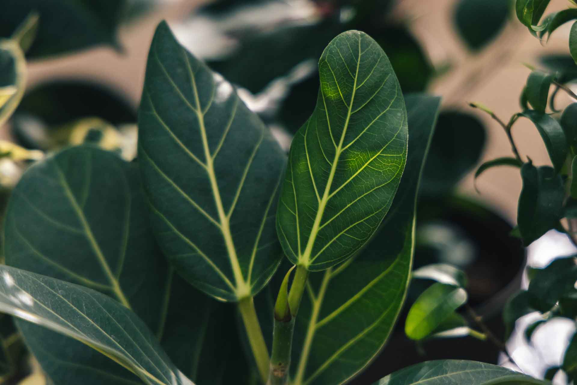 Ficus, Rubber Plant, Fiddleleaf Fig | Petitti Garden Centers