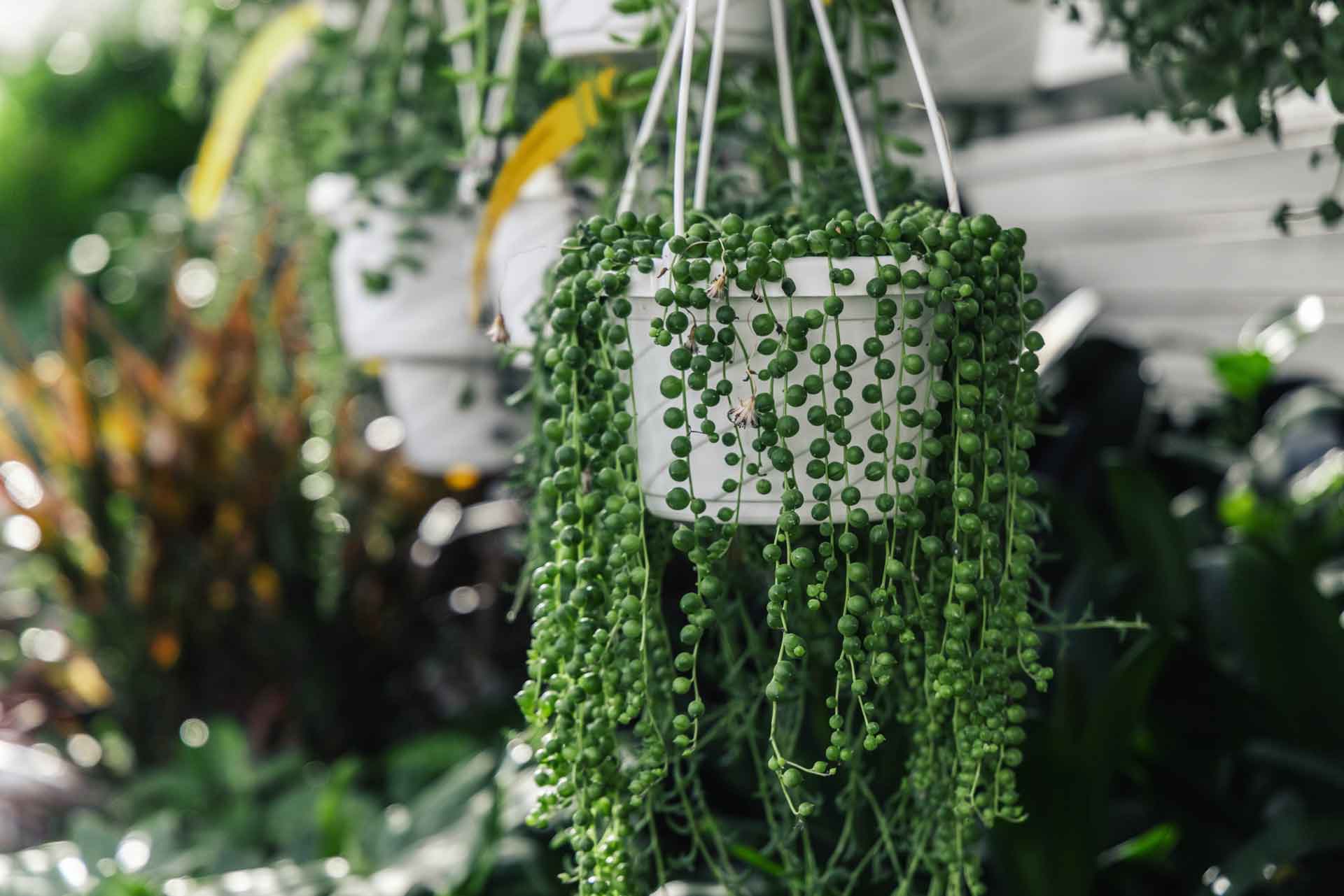 Senecio | Petitti Garden Centers