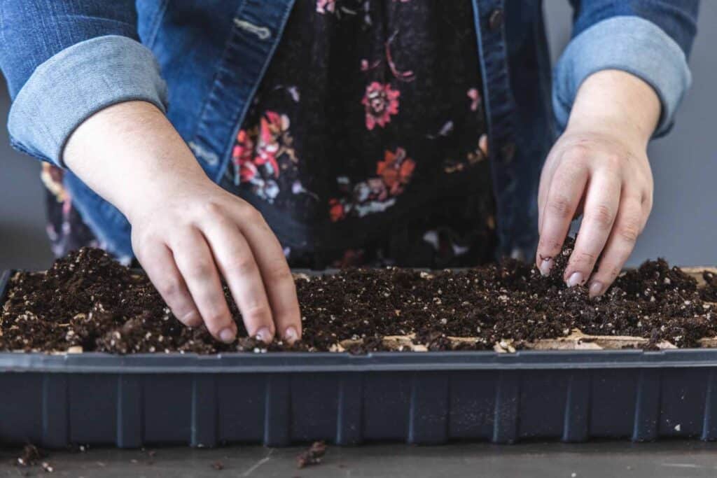 How to Start Seeds Indoors in 4 Easy Steps — Seattle's Favorite Garden  Store Since 1924 - Swansons Nursery
