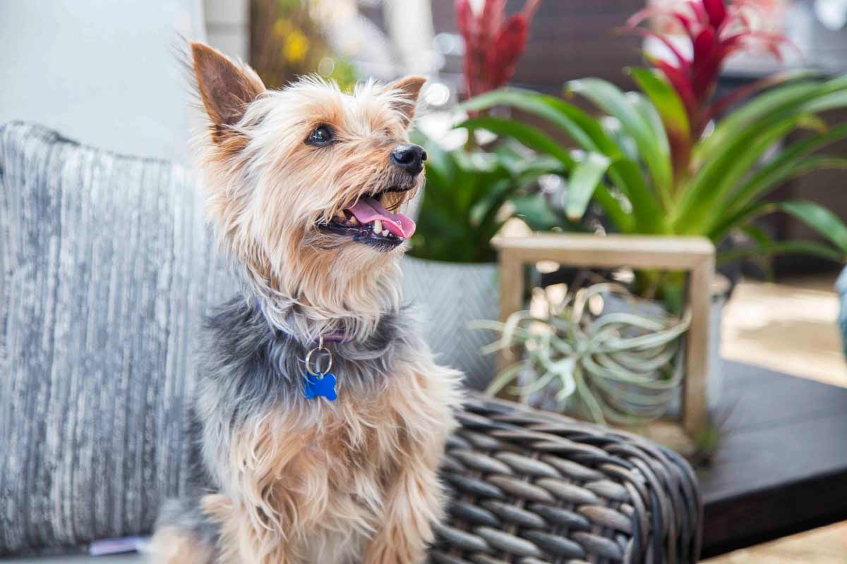 are prayer plants safe for dogs