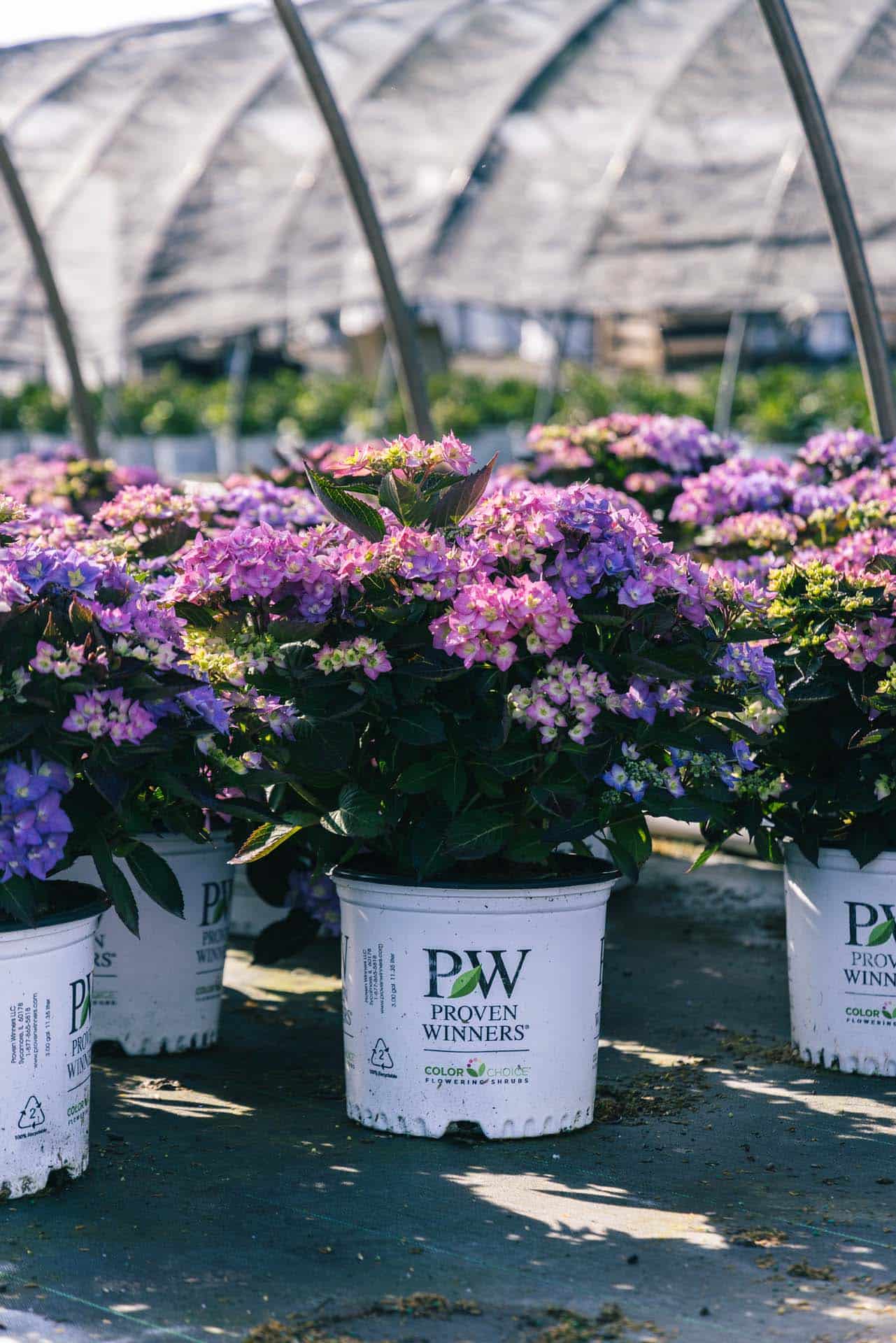 Angelo's ShowStopping Hydrangeas Picks Petitti Garden Centers