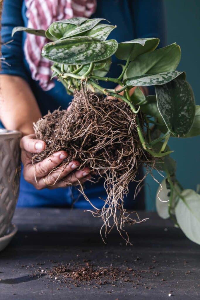 Moss Poles for Houseplants