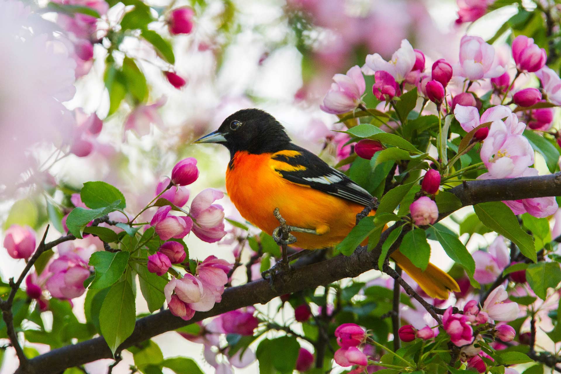 Attracting Baltimore Orioles in Northeast Ohio | Petitti Garden Centers