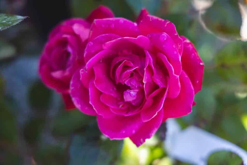 Easy-to-Grow Shrub Roses | Petitti Garden Centers