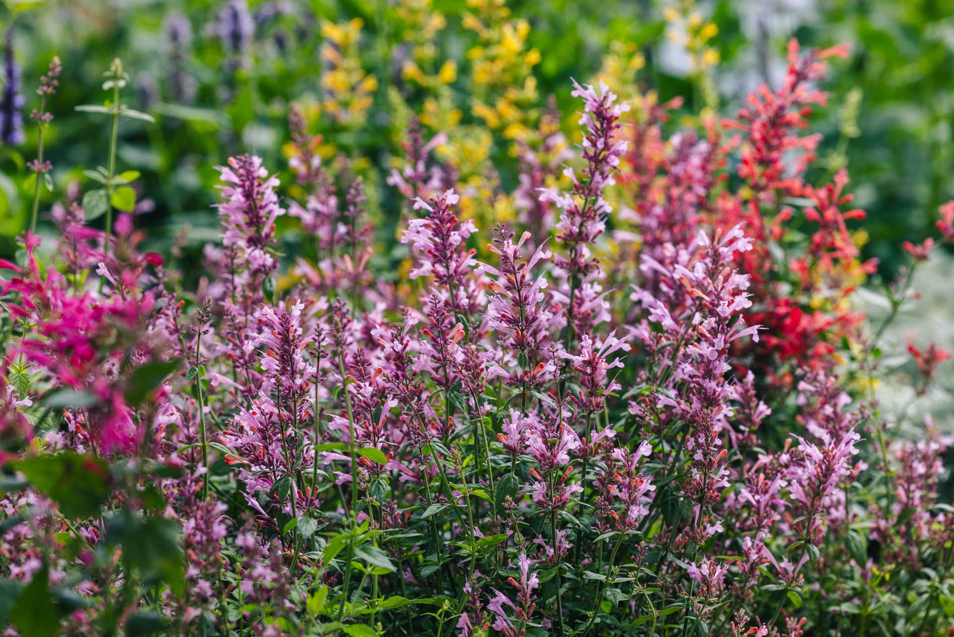 Perfect Perennials For Pollinators 