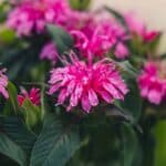 Bee Balm