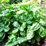 Basil