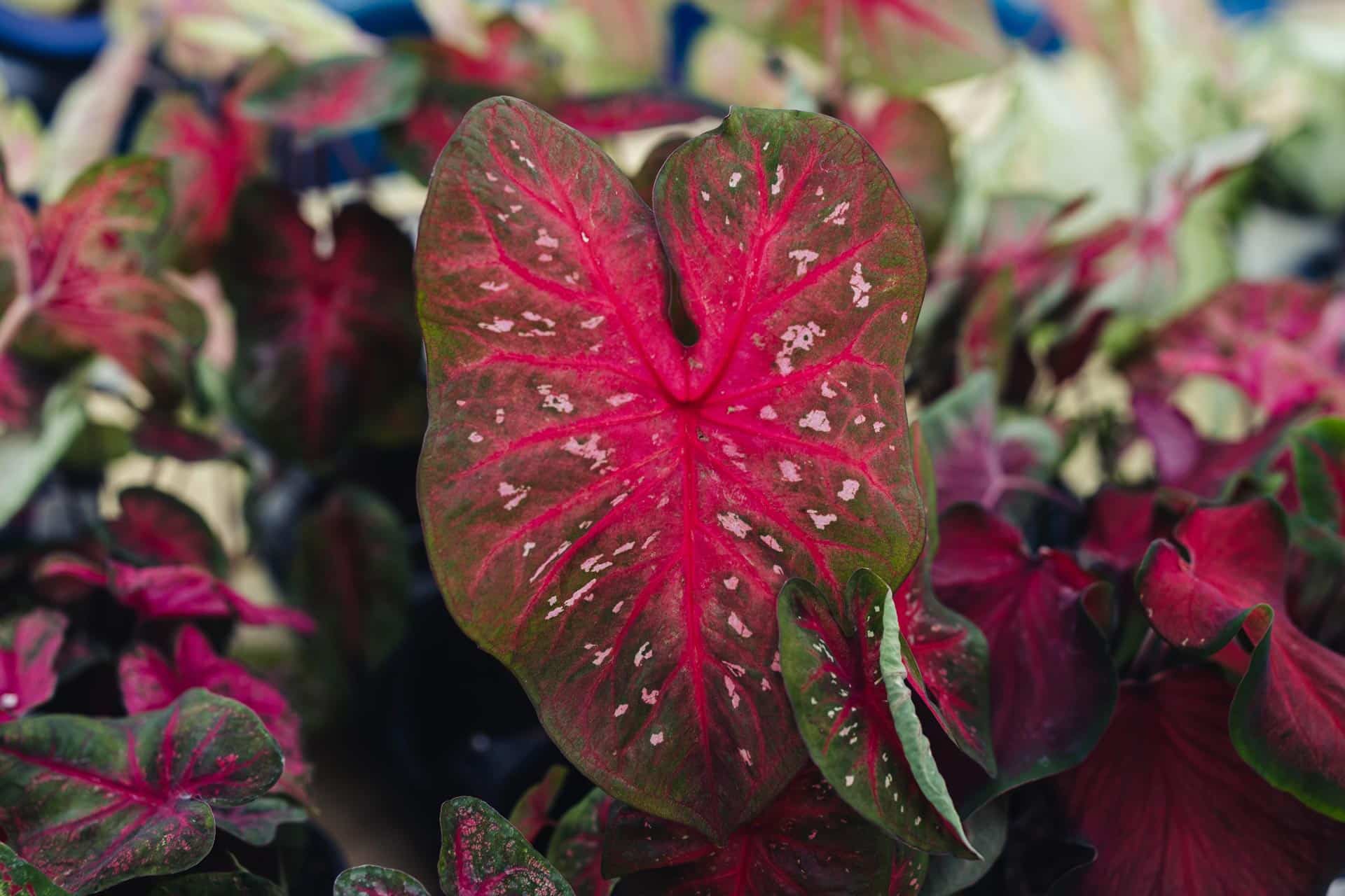 Caladium, Angel Wings, Elephant Ears | Petitti Garden Centers