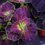 Coleus