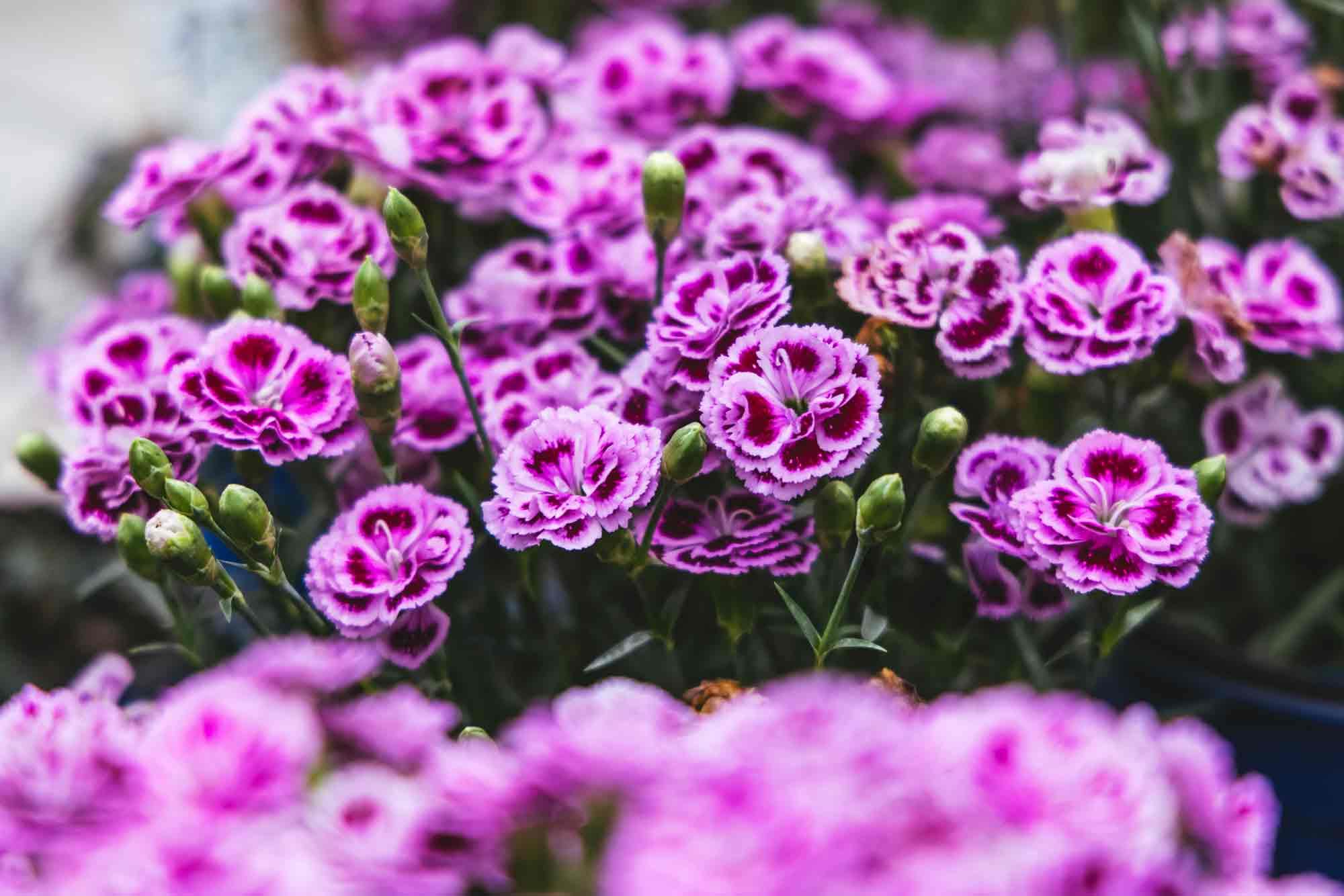 Pinks, Perennial Dianthus, Carnations