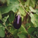 Eggplant