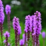 Gayfeather, Blazing Star