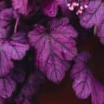 Coral Bells