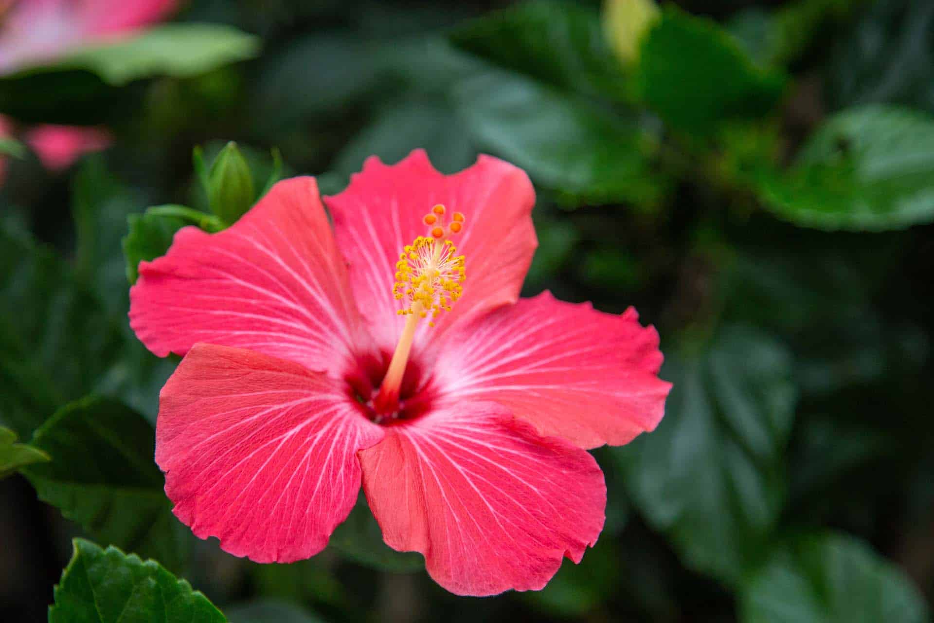 Hibiscus, Tropical  Petitti Garden Centers