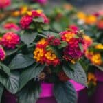 Lantana