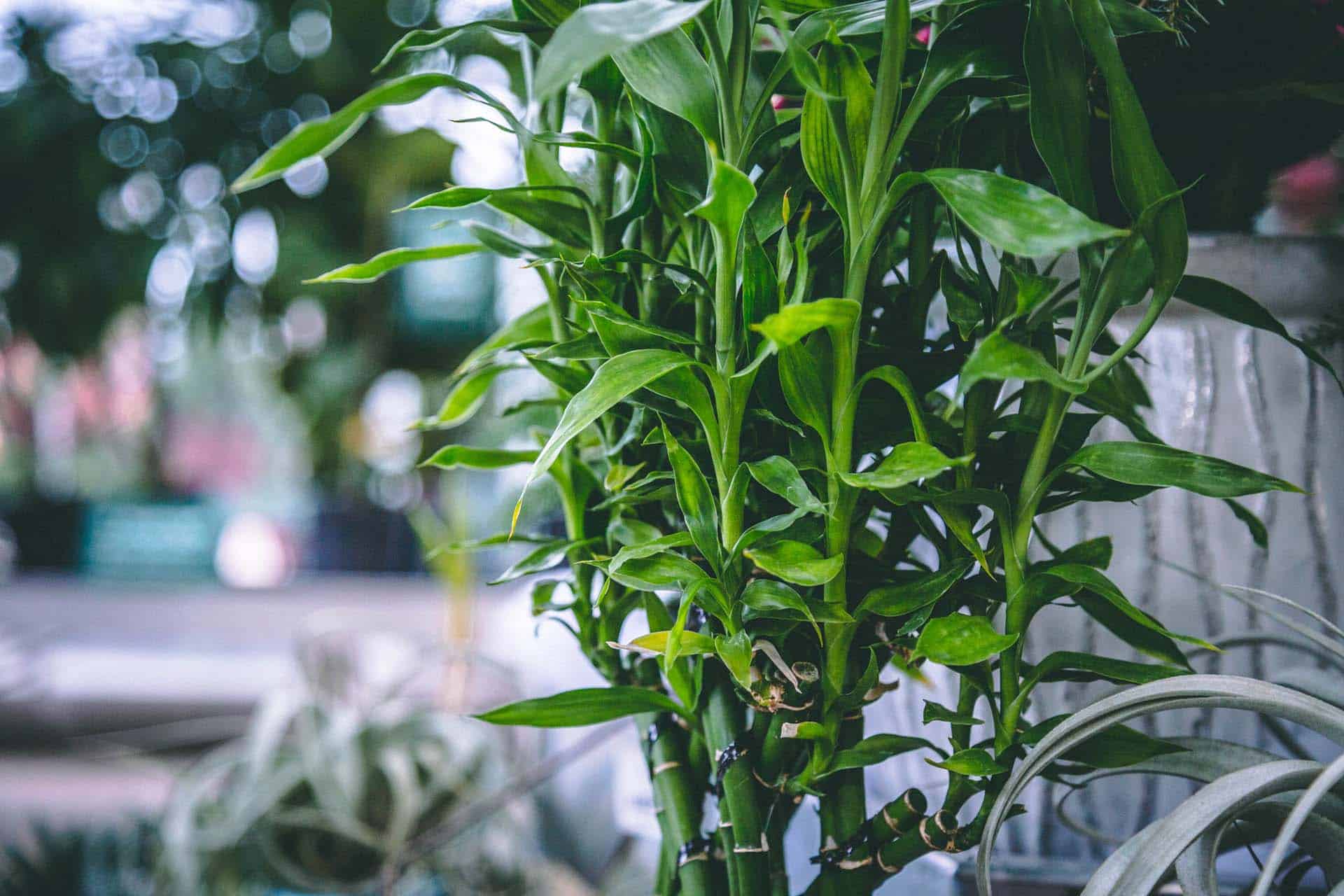 How to plant, grow and care for bamboo - Jackson's Nurseries