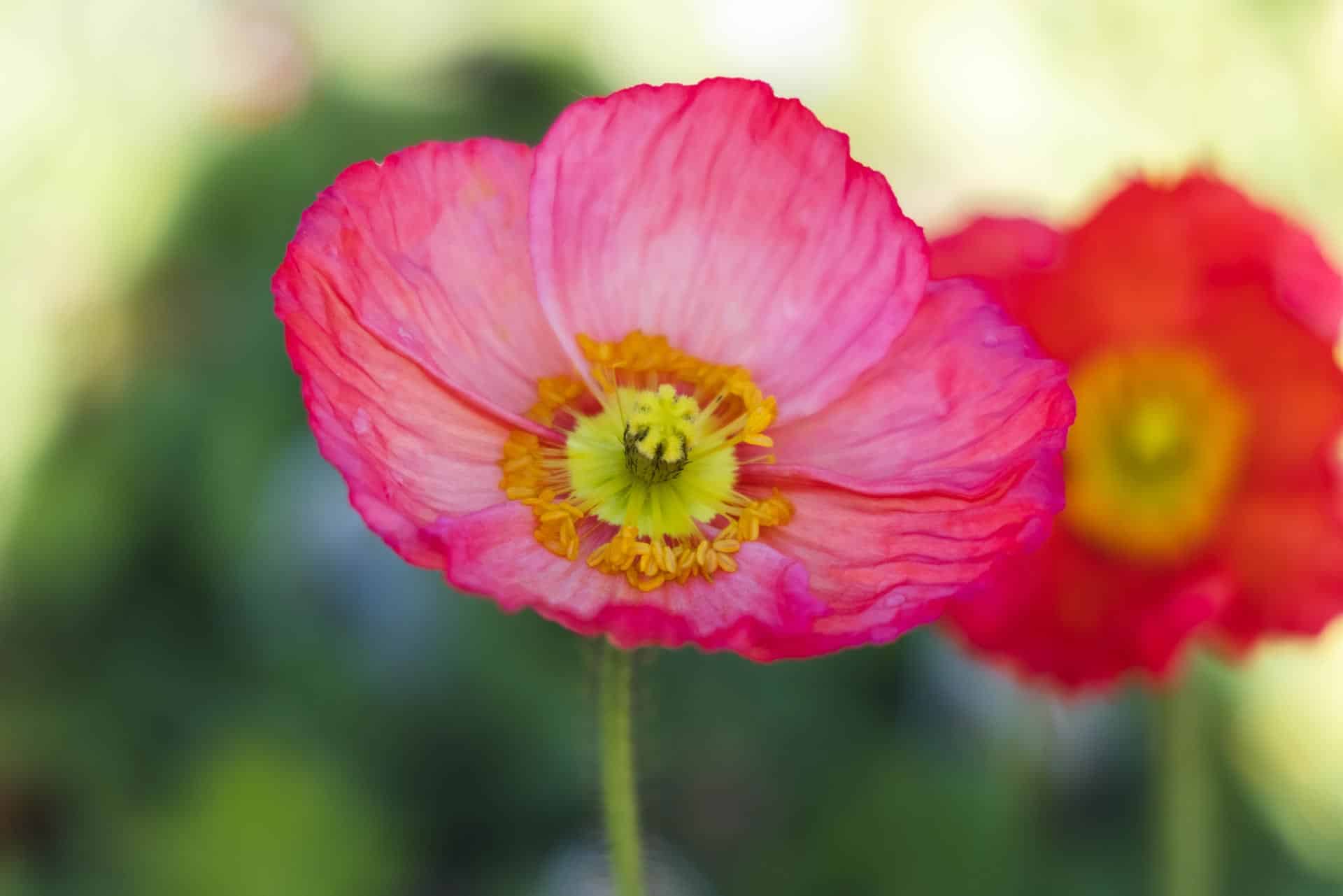 Oriental Poppy, Icelandic | Petitti Garden Centers