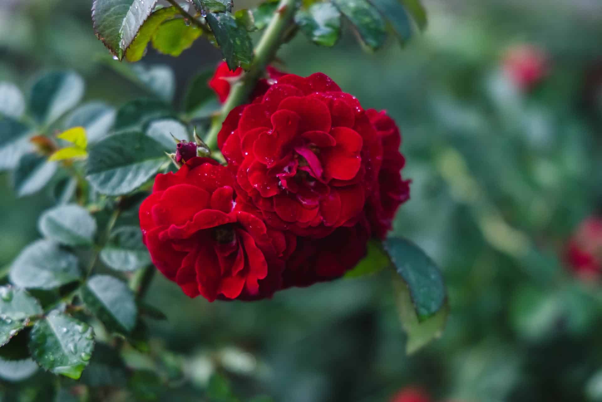 Climbing Rose Petitti Garden Centers