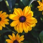 Black-Eyed Susan