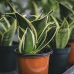 Snake Plant, Mother-in-Law’s Tongue