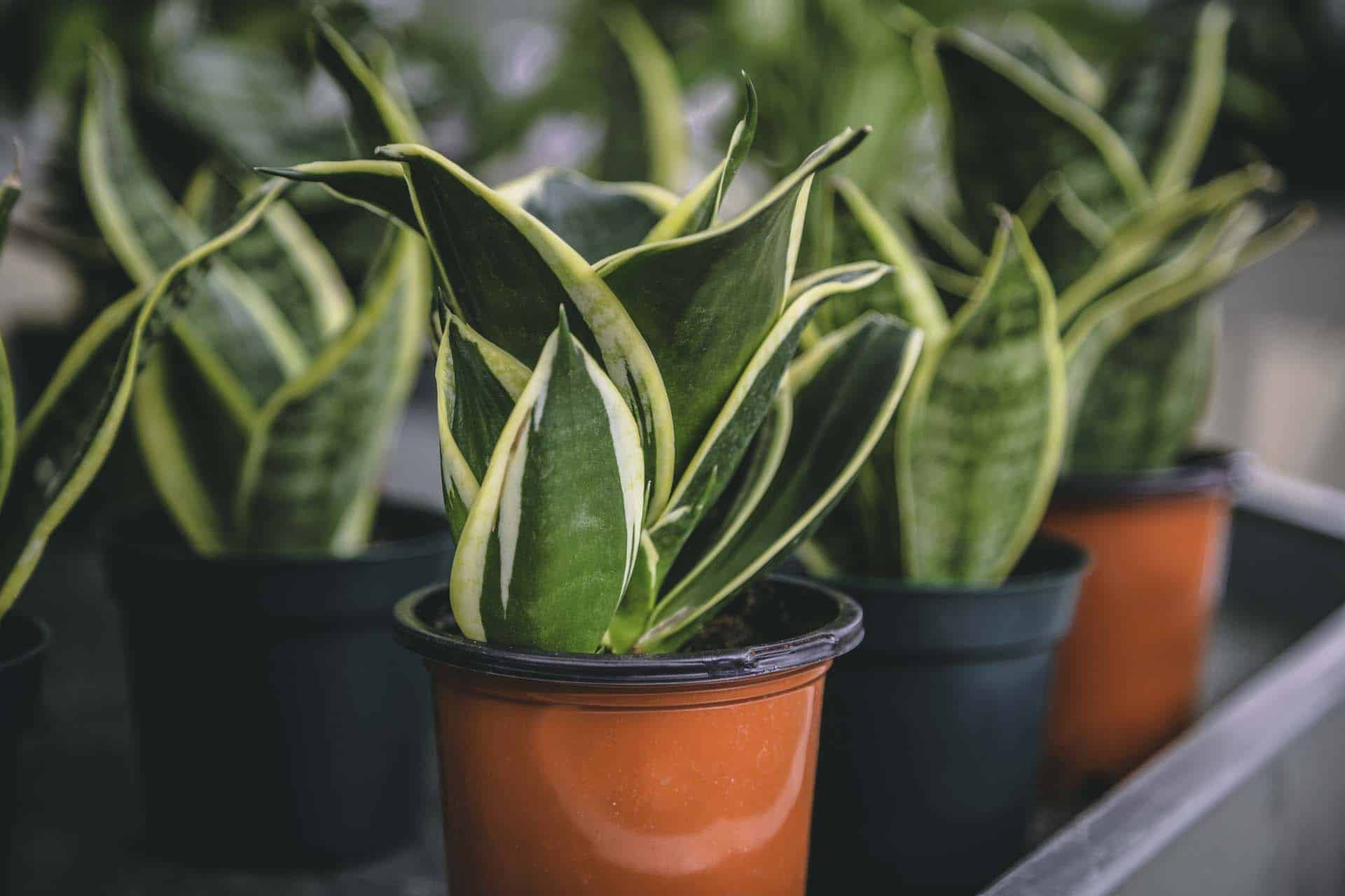 Daylily Nursery Snake Plant, Mother In Laws Tongue Plants in a 4