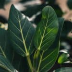 Ficus, Rubber Plant, Fiddleleaf Fig