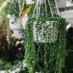 Senecio