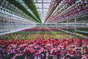 SunPatiens®