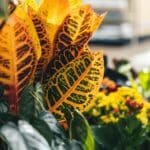 Croton