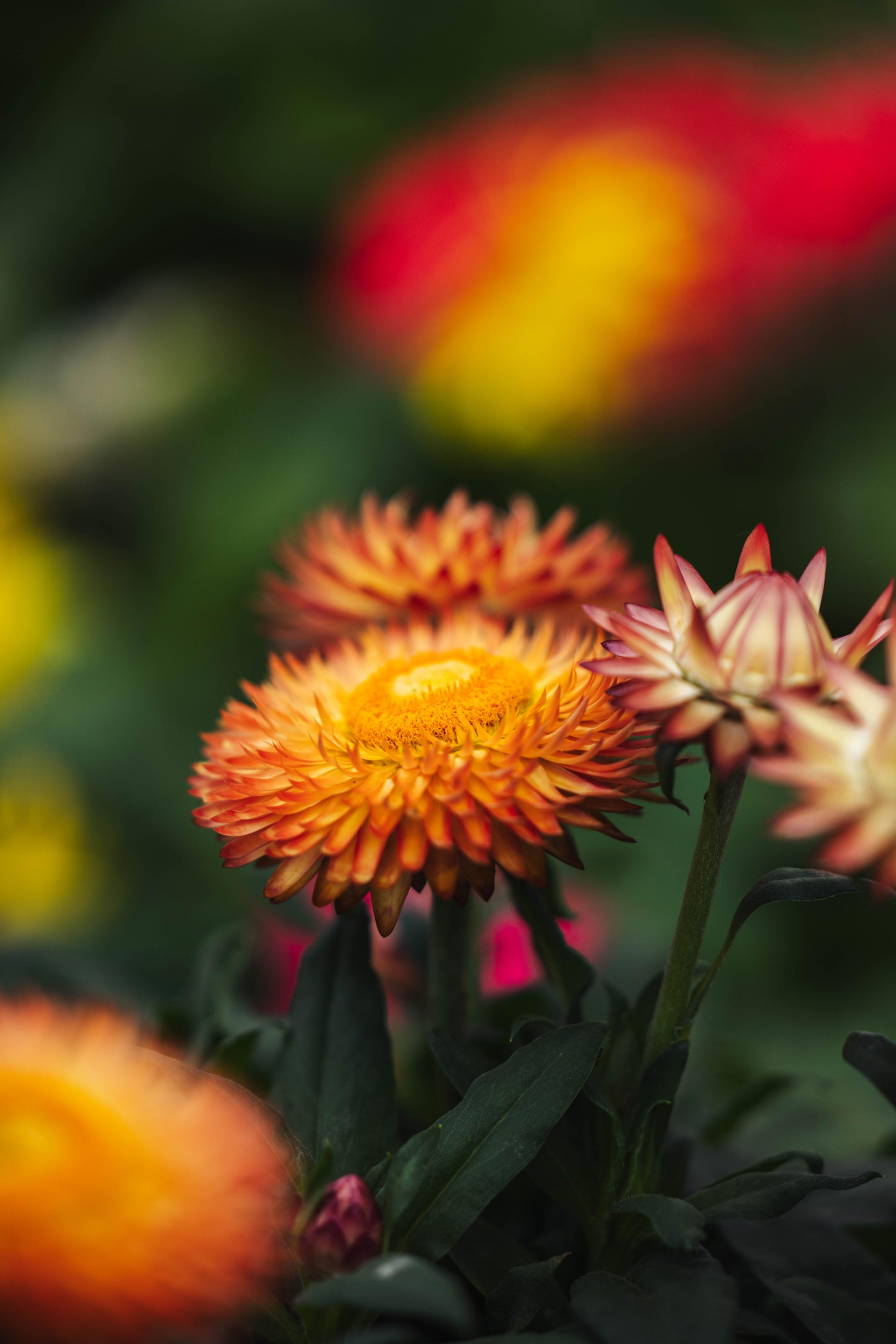 Strawflower Care - Learn About The Growing Conditions For