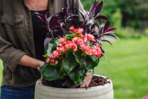 Planting a pink Rieger Begonia in a fiberclay pot