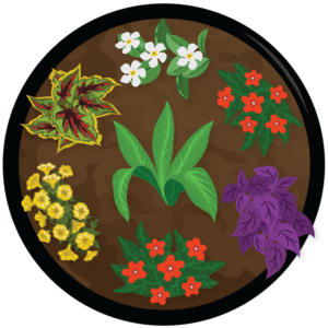 Digital illustration showing how to space plants in a container garden